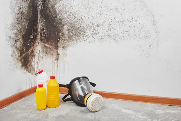 Best Best Mold Removal Companies  in Eufaula, OK