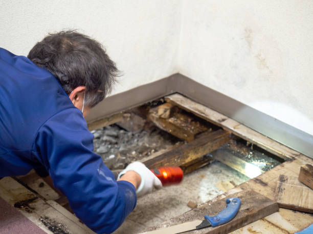 Best Mold Damage Repair  in Eufaula, OK