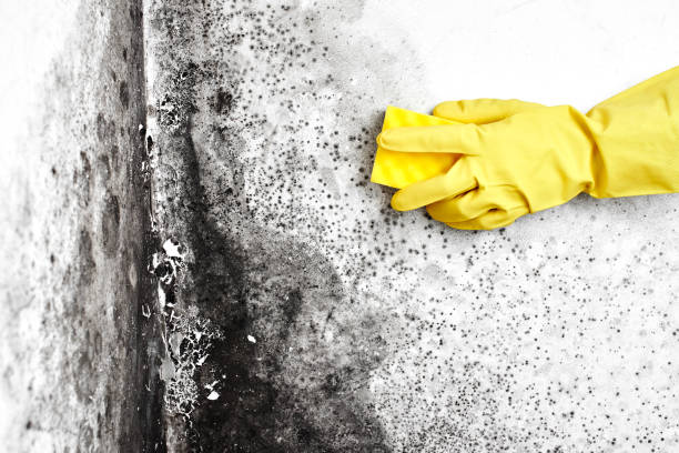 Office Mold Removal Services in Eufaula, OK