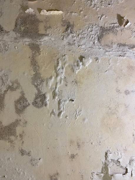 Eufaula, OK Mold Removal Company
