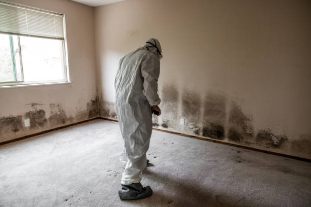 Best Same-Day Mold Removal  in Eufaula, OK