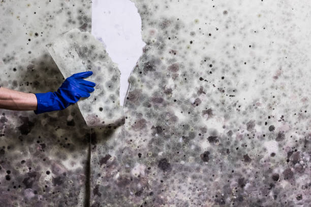 Best Mold Removal Near Me  in Eufaula, OK